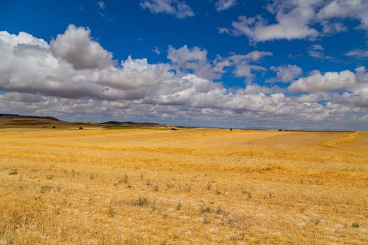 view of a crop field in the north of Spain
