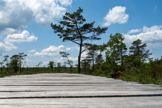 Wooden path in the foreground with blurred background of a green moorland landscape