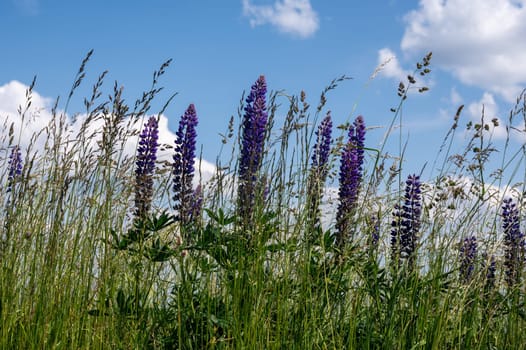 Green meadows with purple lupins in the high Rhoen, Bavaria, Germany