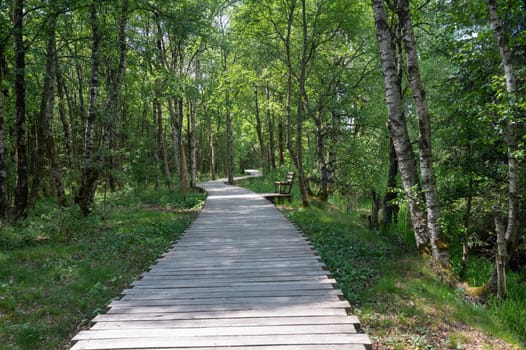 Black moor with trees in the Rhoen, Bavaria, Germany, with a new moor path and park bench