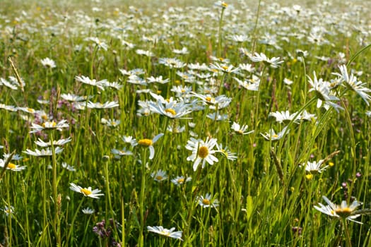 Many Marguerite on a meadow in green nature