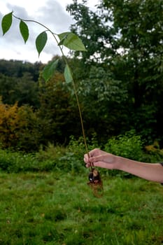 A human hand holds an avocado (Persea americana) pit with roots and green leaves in front of green nature