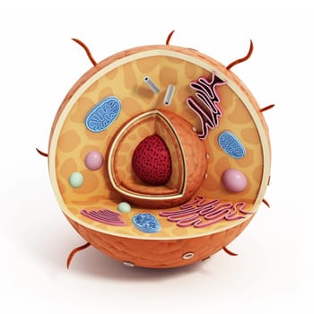 Animal cell structure isolated on white background. 3D illustration.