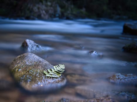 Long exposure of a river, stones with fern leaf in the foreground. Forest in the background. Picturesque nature