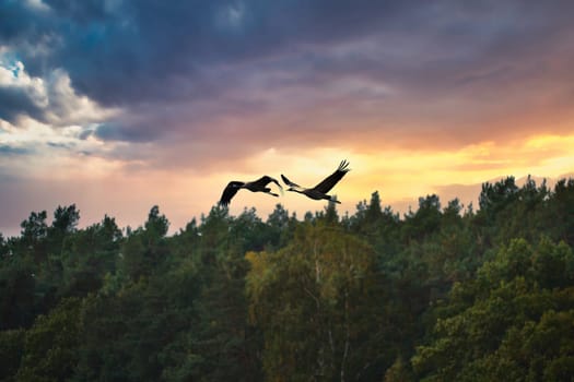 Cranes fly over trees in a forest at sunset. Migratory birds on the Darss. Wildlife photo of birds from nature at the Baltic Sea.