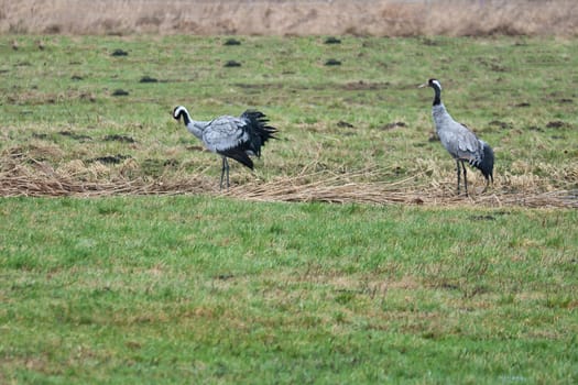 Cranes on a damp meadow. Wild birds foraging in the wild. Migratory birds in Germany