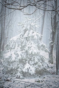 Snow-covered fir tree in a winter forest with snow. Coniferous forest covered in snow and frost. Landscape shot from the forest