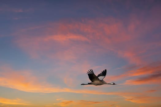 Cranes fly in the sky at sunset. Migratory birds on the Darss. Wildlife photo from nature in Germany