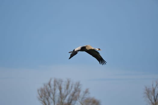 Cranes fly in the blue sky in front of trees. Migratory birds on the Darss. Wildlife photo from nature in Germany