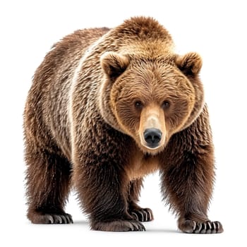 Brown bear on a white isolated background, king of the forest AI generated image