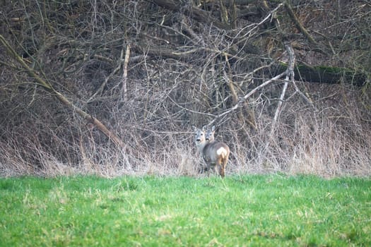 Deer on a meadow, attentive and feeding. Hidden among the bushes. Animal photo from nature