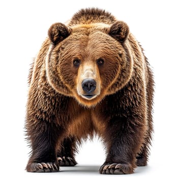 Brown bear on a white isolated background, king of the forest AI generated image