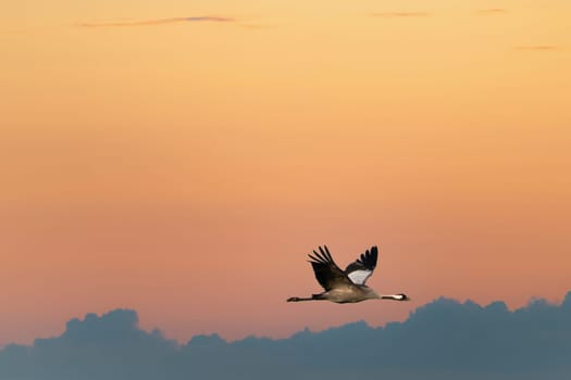 Cranes fly in the sky at sunset. Migratory birds on the Darss. Wildlife photo from nature in Germany