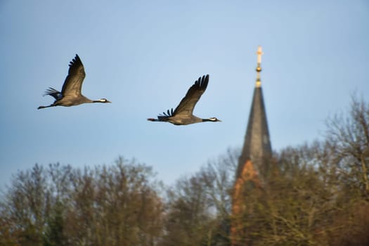 Cranes fly in the blue sky in front of the church tower. Migratory birds on the Darss. Wildlife photo from nature in Germany
