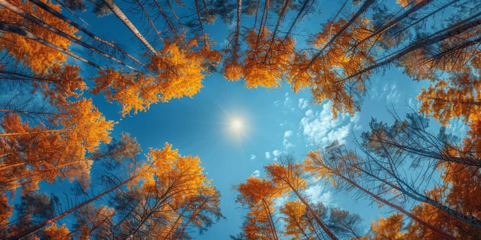 Trees and blue sky with sun in the forest. Nature background