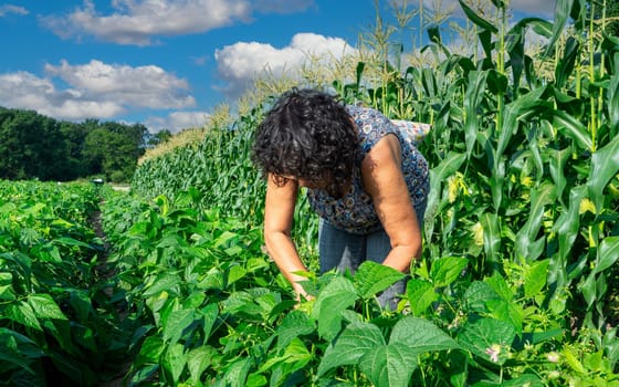 a woman is picking green beans in the garden