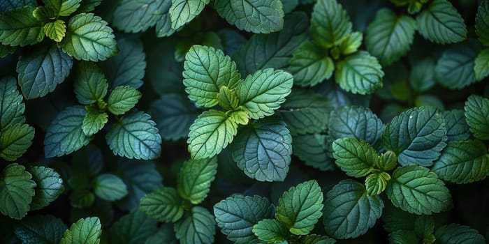 Peppermint leaves in the garden. Mint leaves texture background.
