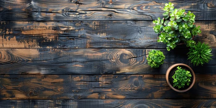 Top view of green plants in pots on rustic wooden background.