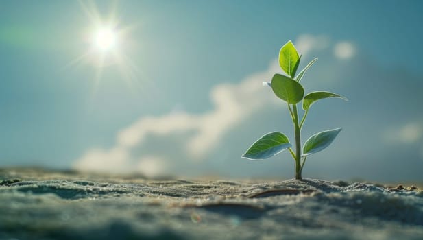 Green sprout growing from crack in the ground with sun light and blue sky background