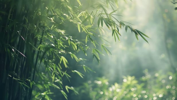 Bamboo forest with morning sunlight and lens flare. Natural background.