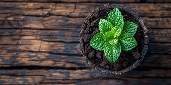Peppermint plant in pot on old wooden background, top view
