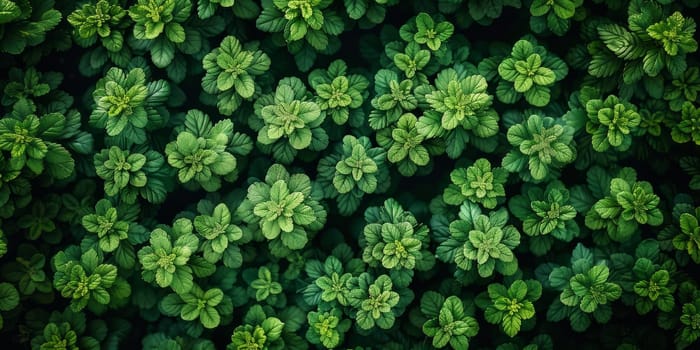 Top view of green mint leaves in garden. Natural floral background.