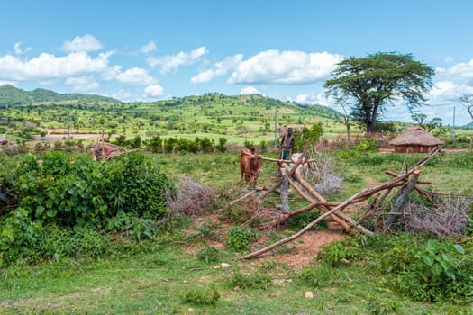 Southern Nations Region, Ethiopia - May 10, 2019: Unknown poor Ethiopian farmer cultivates a field with a traditional primitive wooden plow pulled by cows and oxen to cultivate a field.