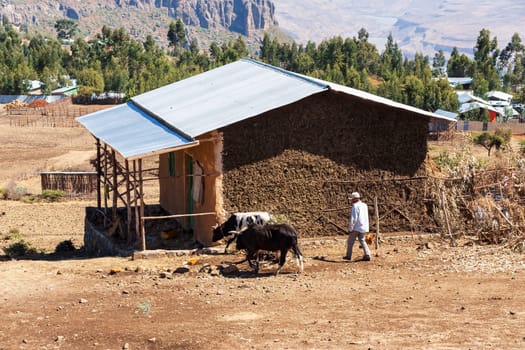 OROMIA REGION, ETHIOPIA, APRIL 19.2019, Ethiopian farmer in the countryside is repair a cattle fence in front of his hut, Oromia Region, Ethiopia, April 19. 2019