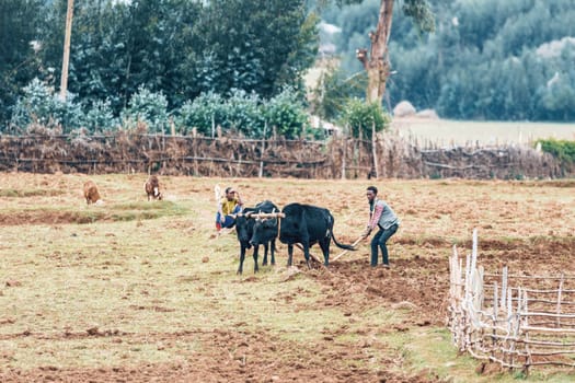 OROMIA REGION, ETHIOPIA, APRIL 19.2019, Unknown Ethiopian farmer cultivates a field with a traditional primitive wooden plow pulled by cows on April 19. 2019 in Oromia Region, Ethiopia