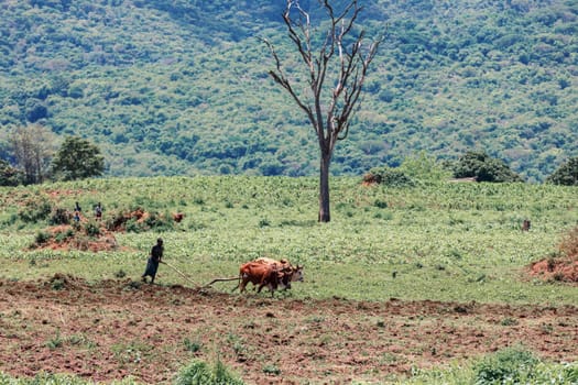 Southern Nations Region, Ethiopia - May 10, 2019: Unknown poor Ethiopian farmer cultivates a field with a traditional primitive wooden plow pulled by cows and oxen to cultivate a field.