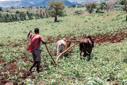 Southern Nations Region, Ethiopia - May 10, 2019: Unknown poor Ethiopian farmer cultivates a field with a traditional primitive wooden plow pulled by cows and oxen to cultivate a field.
