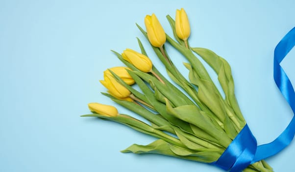 Bouquet of blooming yellow tulips with green leaves on a blue background, top view