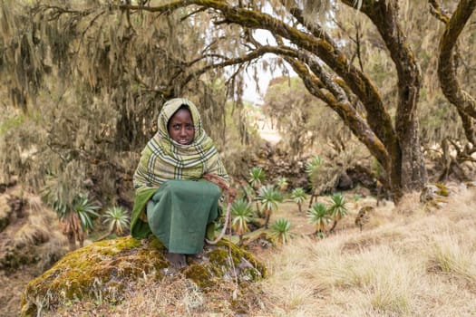 SIMIEN MOUNTAIN, ETHIOPIA, APRIL 25.2019, Little Ethiopian shepherdess girl veiled in a blanket in cold morning. Simien Mountains, Ethiopia, April 25. 2019