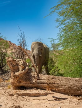 Desert elephant on the banks of the dry Ugab river, Namibia