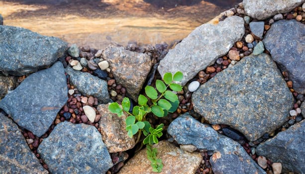 Plant growing from crack in asphalt