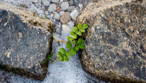 Plant growing from crack in asphalt