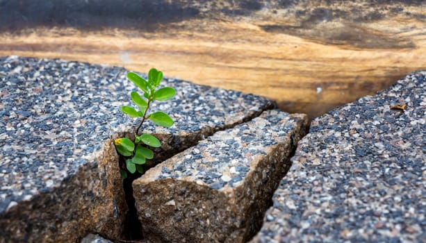 Plant growing from crack in asphalt