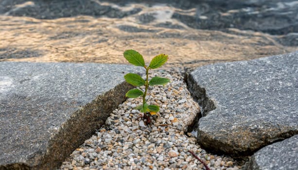 Plant growing from crack in asphalt