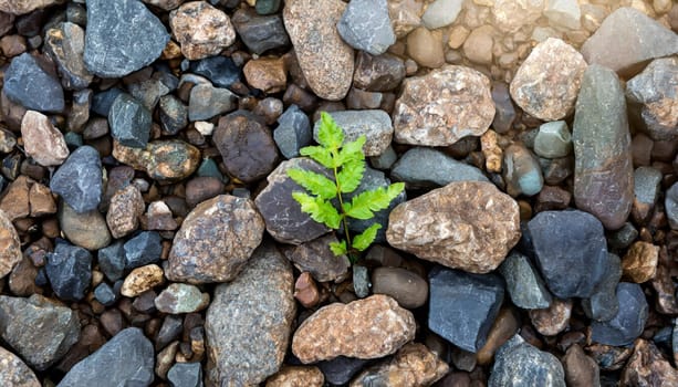 Plant growing from crack in asphalt