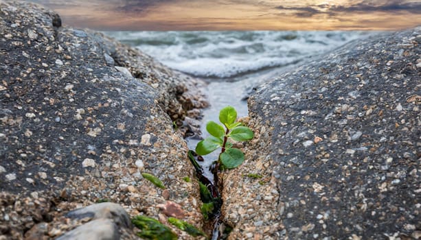 Plant growing from crack in asphalt
