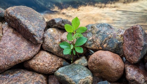 Plant growing from crack in asphalt