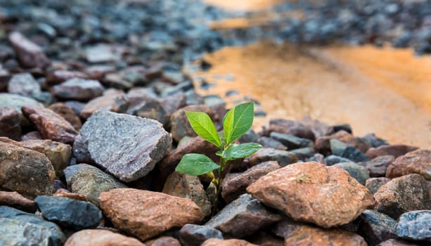 Plant growing from crack in asphalt