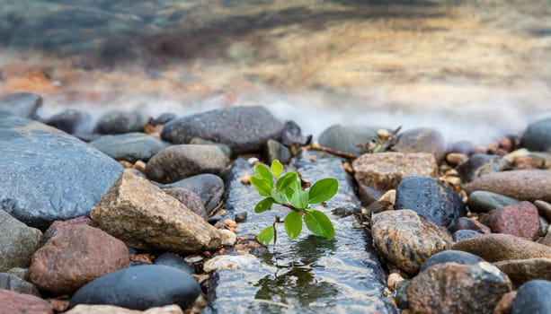 Plant growing from crack in asphalt