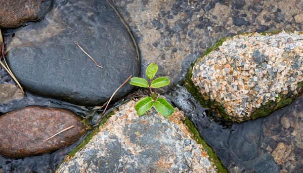 Plant growing from crack in asphalt