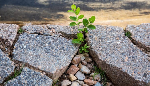 Plant growing from crack in asphalt