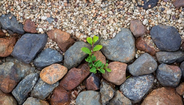 Plant growing from crack in asphalt
