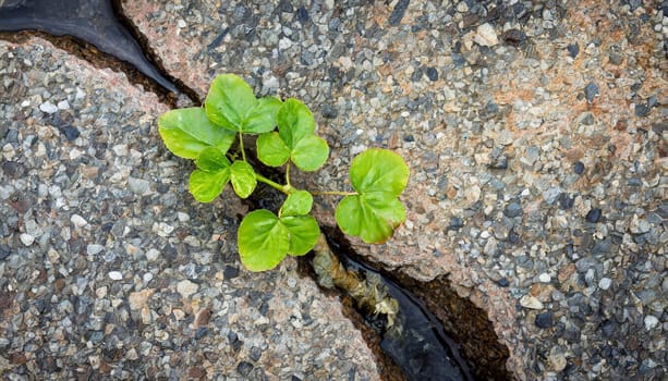 Plant growing from crack in asphalt