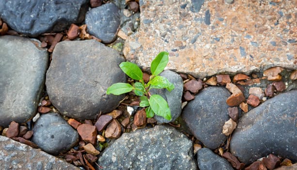 Plant growing from crack in asphalt