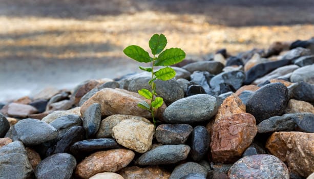 Plant growing from crack in asphalt