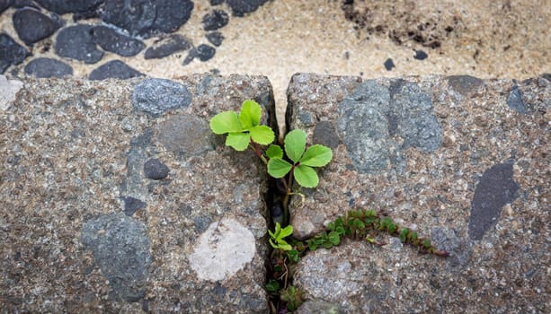 Plant growing from crack in asphalt